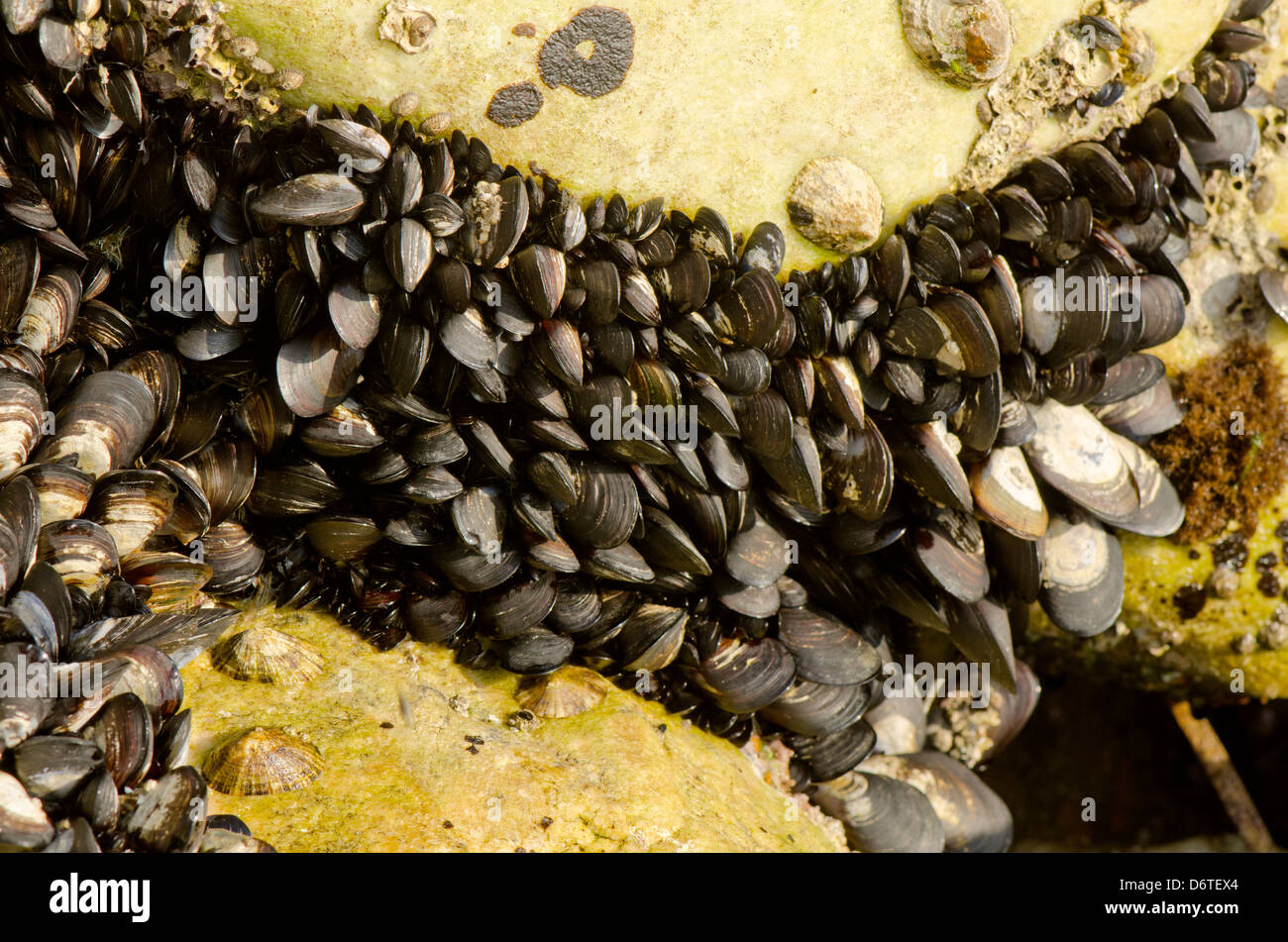 Muscheln mit Felsen im Mittelmeer verbunden Stockfoto