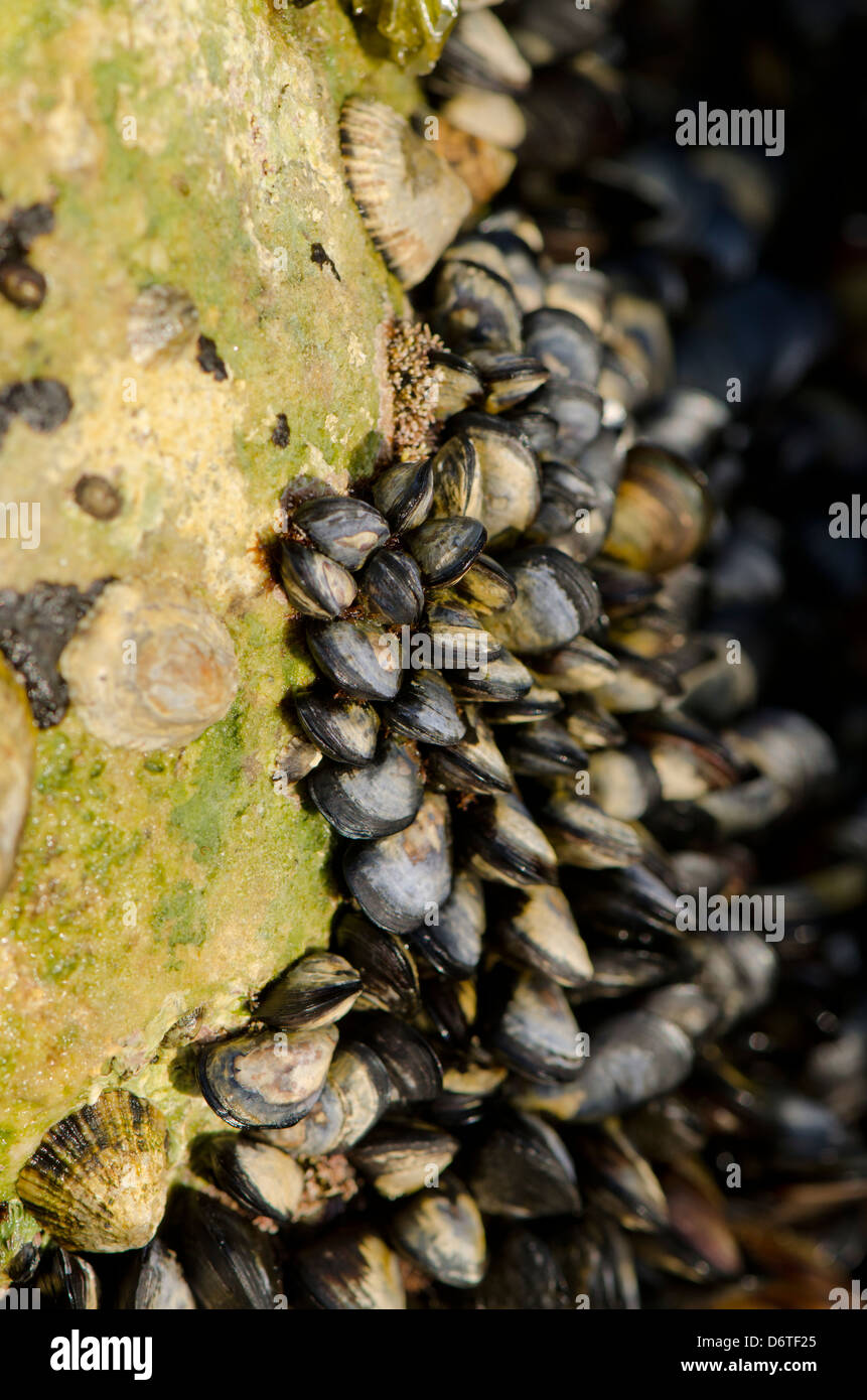 Muscheln mit Felsen im Mittelmeer verbunden Stockfoto