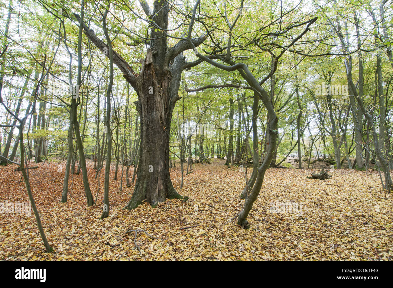 Wilden Speierling Sorbus Torminalis europäischen Hainbuche Carpinus Betulus Wald Lebensraum North Downs Kent England Oktober Stockfoto