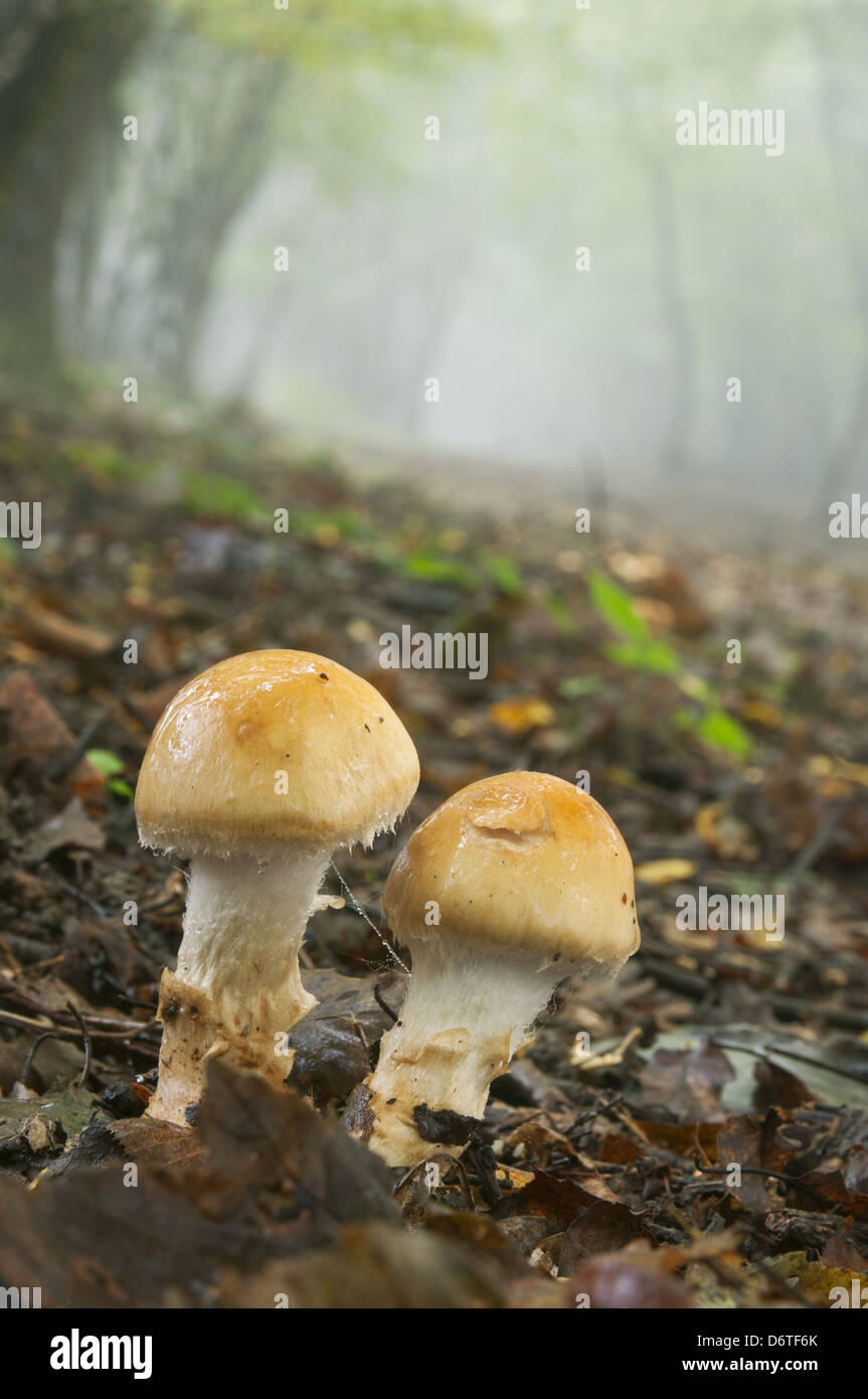 Orange Grisette Amanita Crocea Fruchtkörper wachsen entlang Wald reiten in nebligen Buchenholz Königs Holz amp North Downs Stockfoto