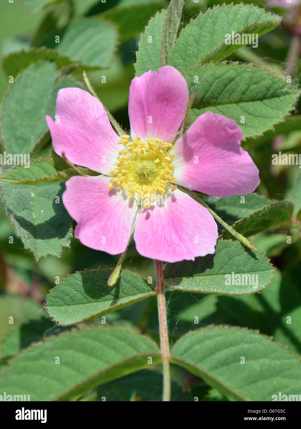 vertikale Closeup Bild der stachelige wild rose Blume Stockfoto