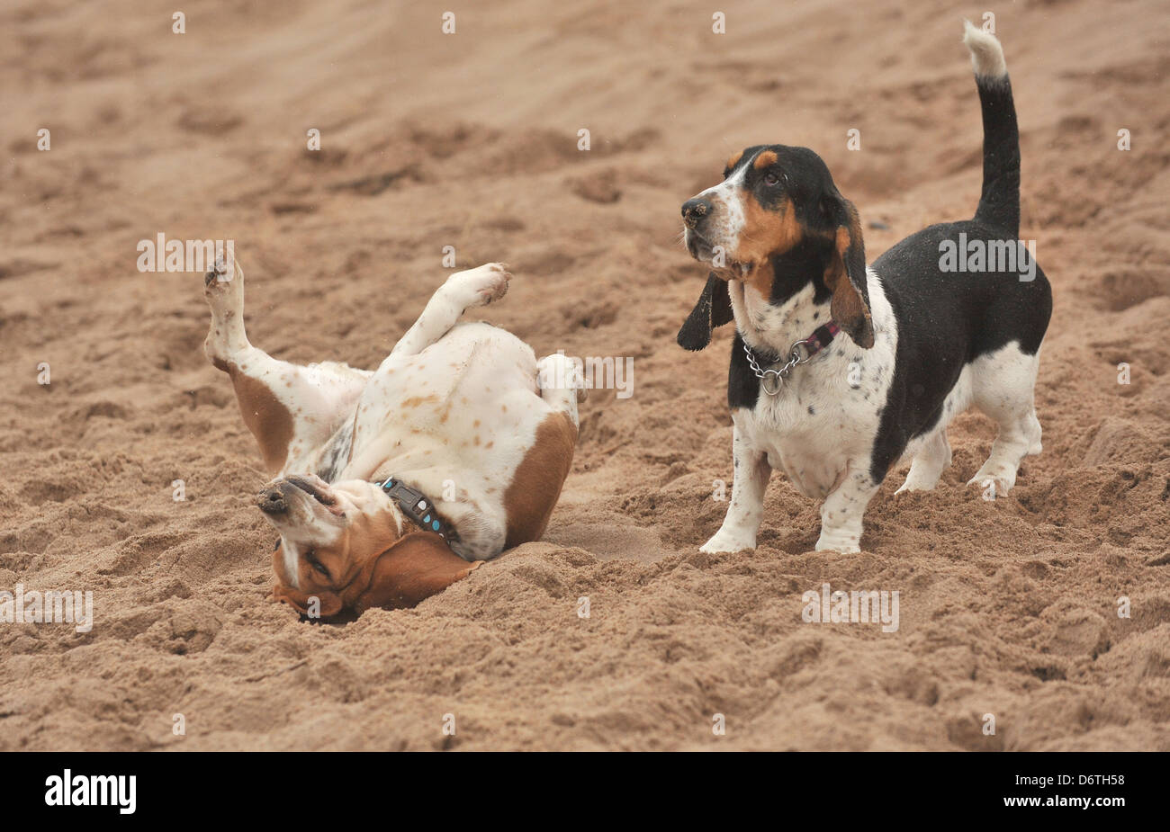 zwei Basset Hound Hunde am Strand, einem rollenden Stockfoto