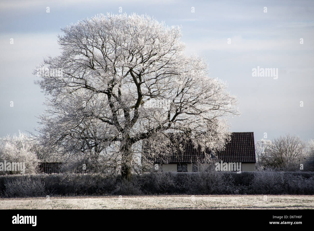 Englisches Landhaus und Eiche in Raureif bedeckt Stockfoto