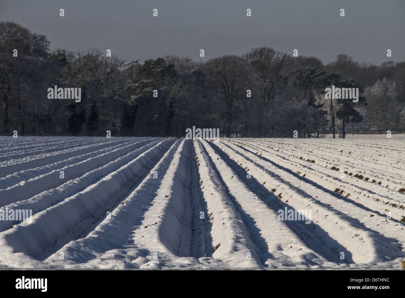 Tiefe Furche Reihen von Karotten mit Schnee bedeckt... Stockfoto