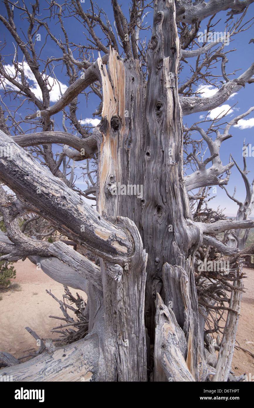 Bristlecone Kiefern sind lang anhaltende Trockenheit angepasst, dieser Baum ist etwa 1600 Jahre alt. Stockfoto