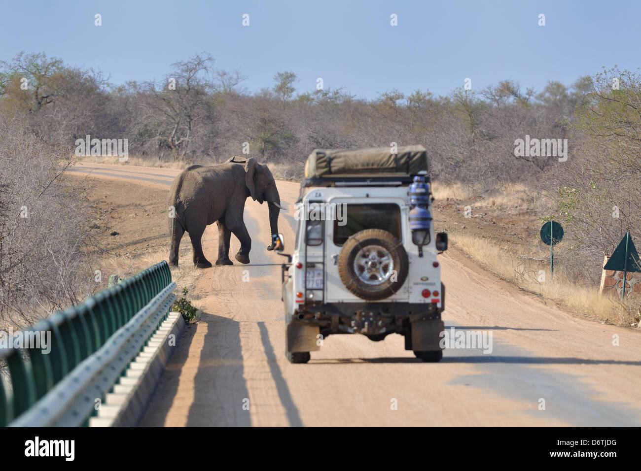 Afrikanischer Elefant (Loxodonta africana) über eine gepflasterte Straße, Krüger Nationalpark, Südafrika, Afrika Stockfoto