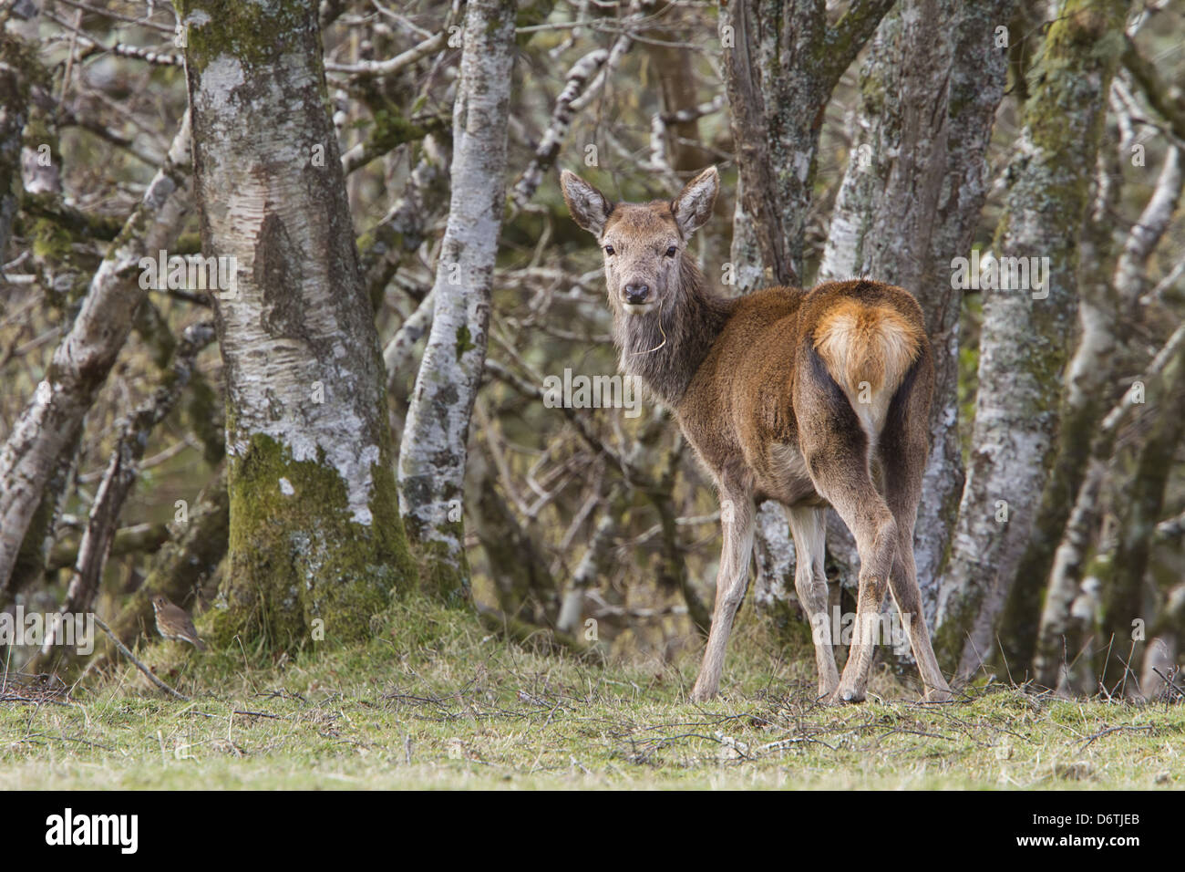 Ein junger Hirsch Hirschkuh steht in der Nähe von Wäldern auf der Isle of Jura, Schottland. Stockfoto