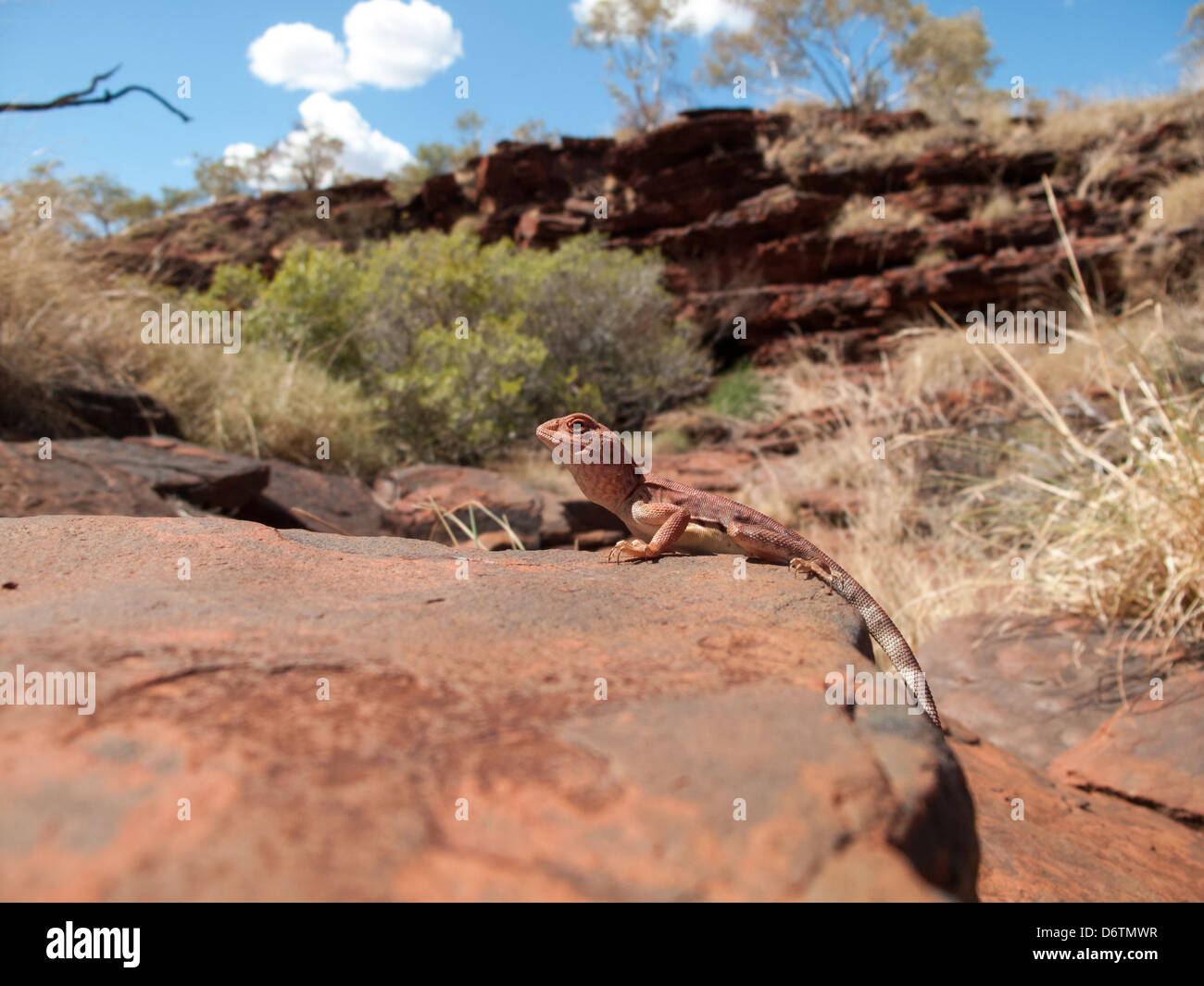 Australische Eidechse im Karijini National Park Stockfoto