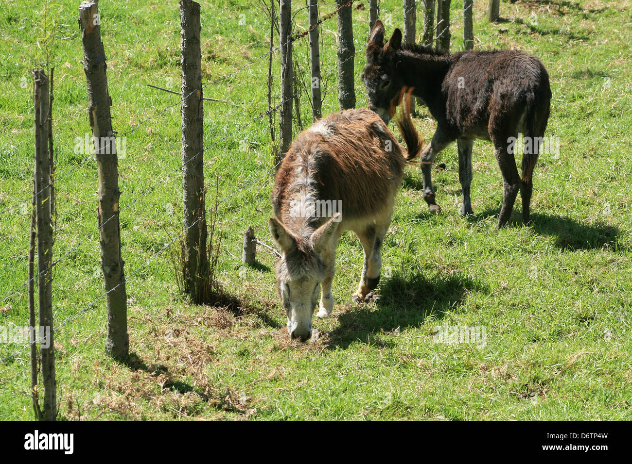 Esel auf einer Weide des Bauern in Cotacachi, Ecuador Stockfoto