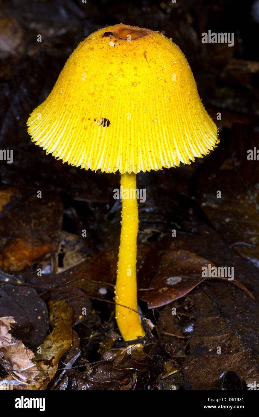 Gelber Pilz wächst im Regenwald Stock, Ecuador Stockfoto