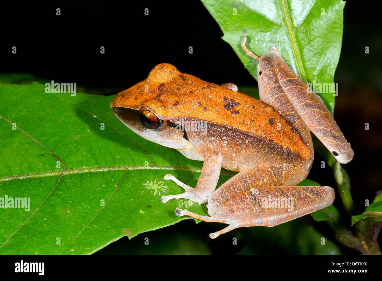 Peruanischen Regen Frosch (Pristimantis Peruvianus) sitzt auf einem Blatt im Regenwald Ecuadors Stockfoto