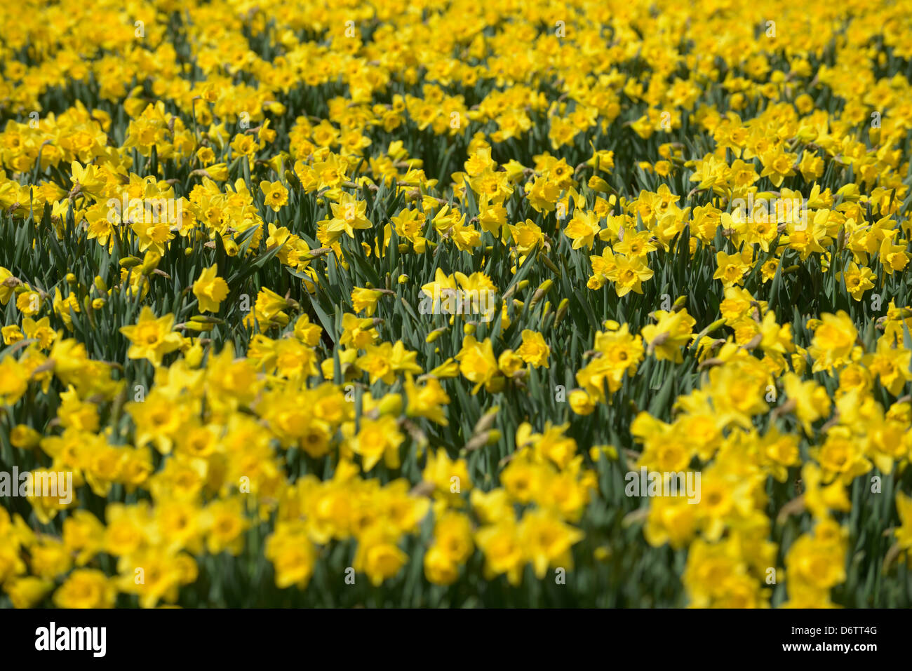 Bereich der Narzissen in voller Blüte Stockfoto