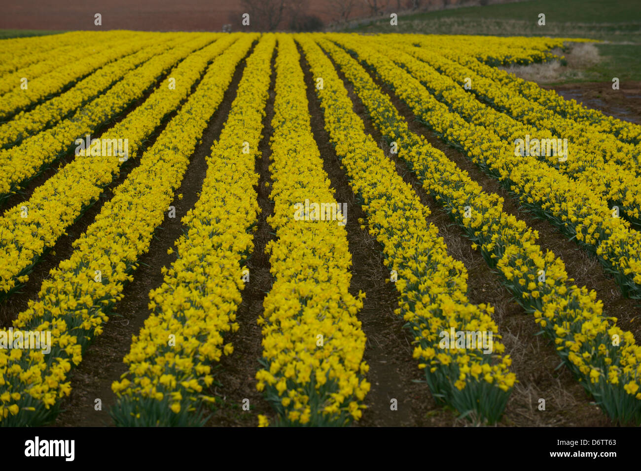 Bereich der Narzissen in voller Blüte Stockfoto