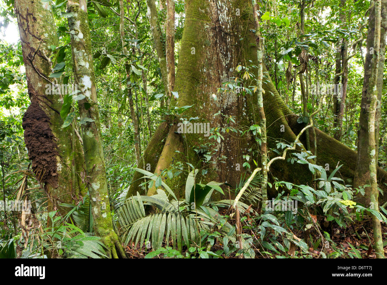 Großer Baum mit Strebepfeiler Wurzeln im tropischen Regenwald Ecuadors Stockfoto