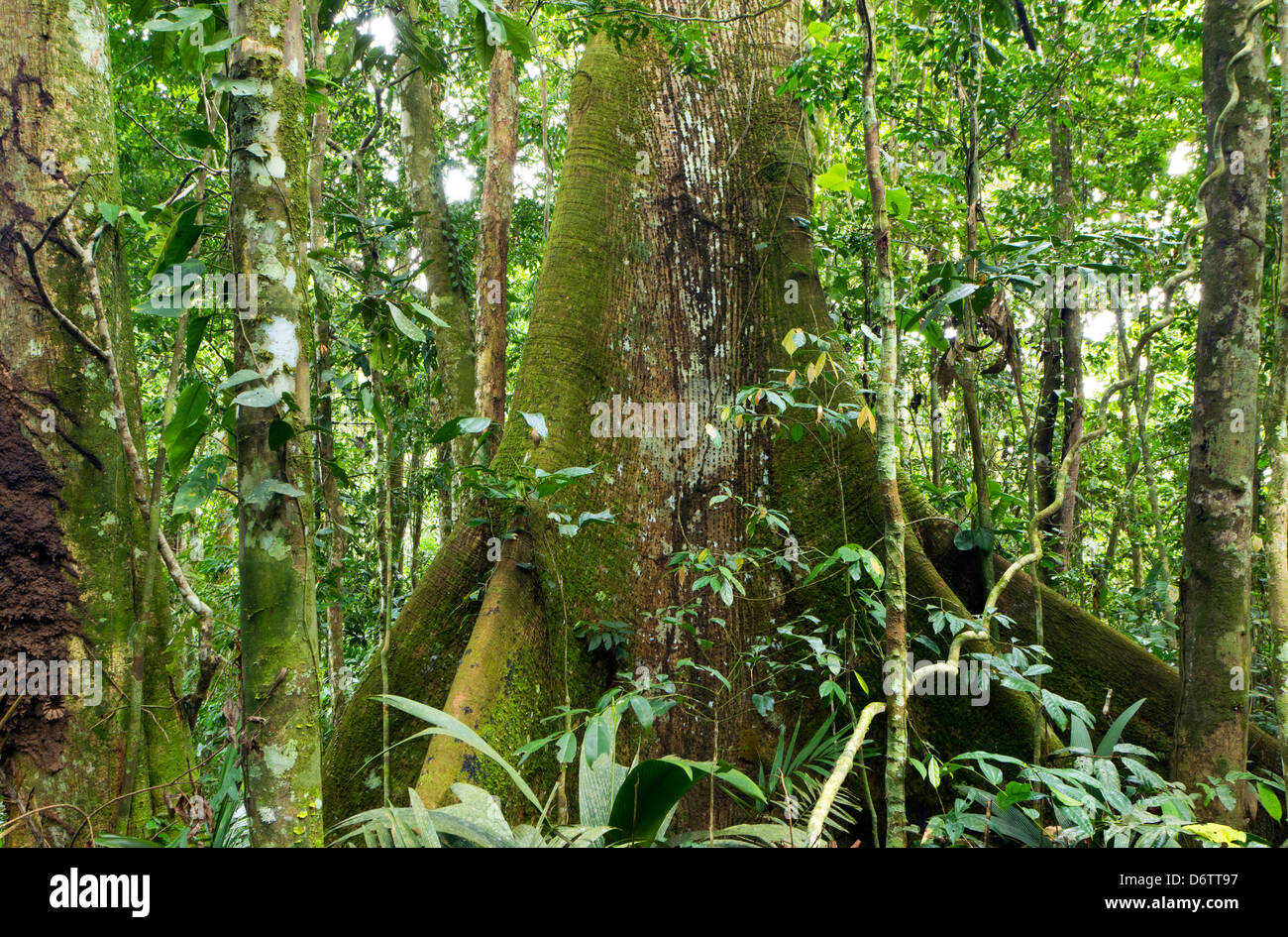 Großer Baum mit Strebepfeiler Wurzeln im tropischen Regenwald Ecuadors Stockfoto