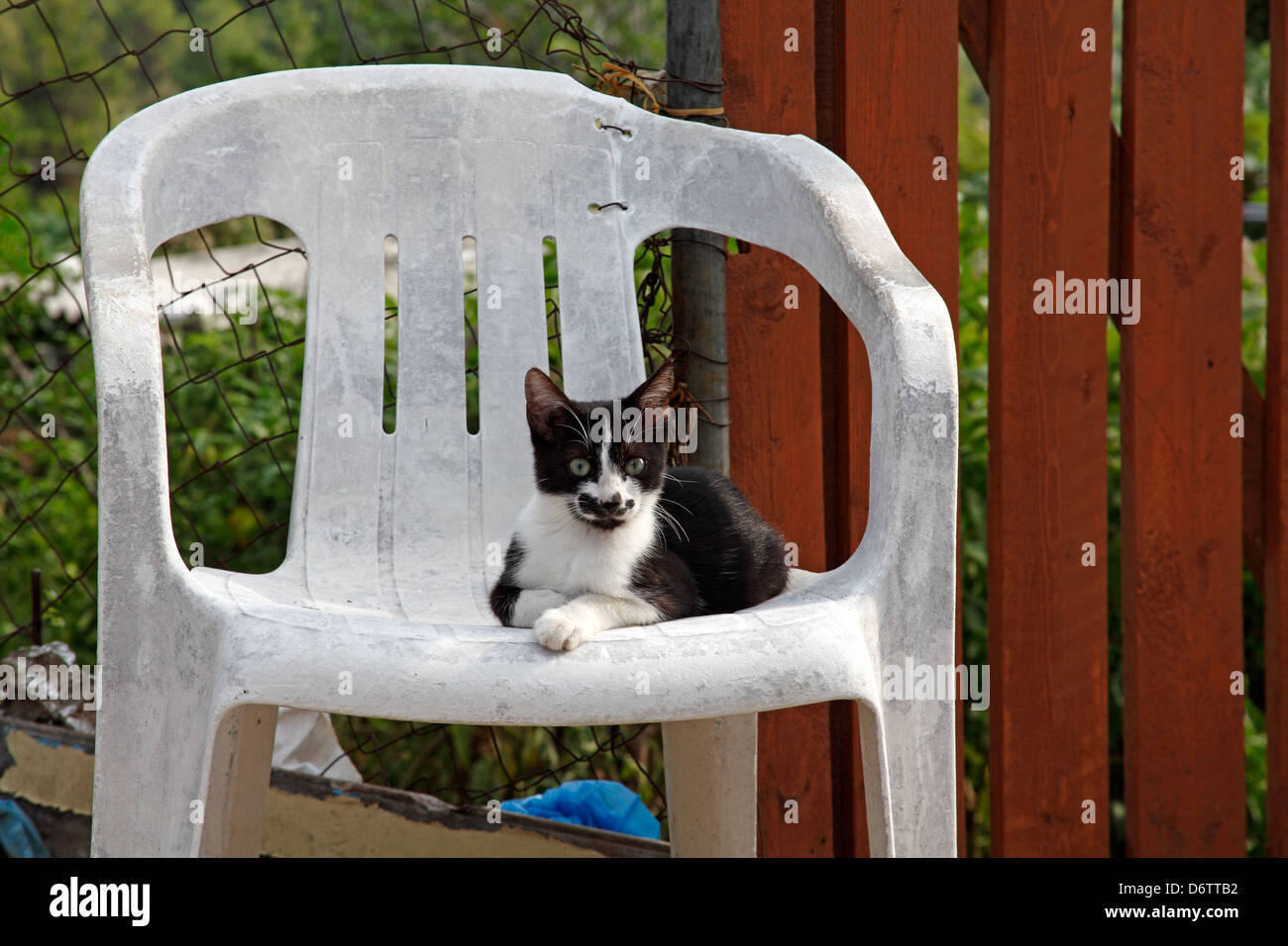 Schwarz / weiß Katze saß in einem weißen Plastikstuhl, Theologos, Thassos, Griechenland, September 2009 Stockfoto