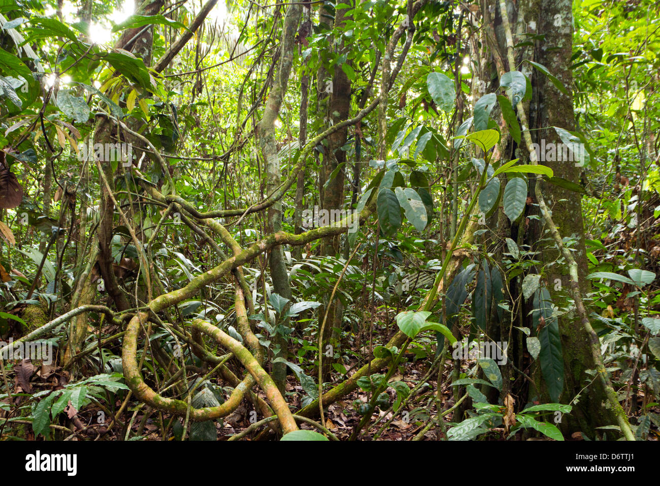 Gewirr von Lianen im Unterwuchs Regenwald in Ecuador Stockfotografie