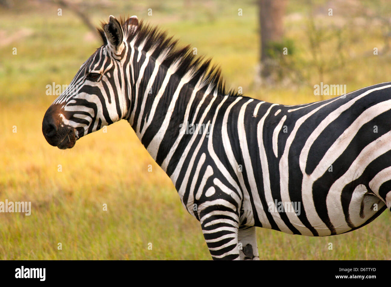 Burchell Zebra im Lake Mburo Nationalpark in Uganda Stockfoto