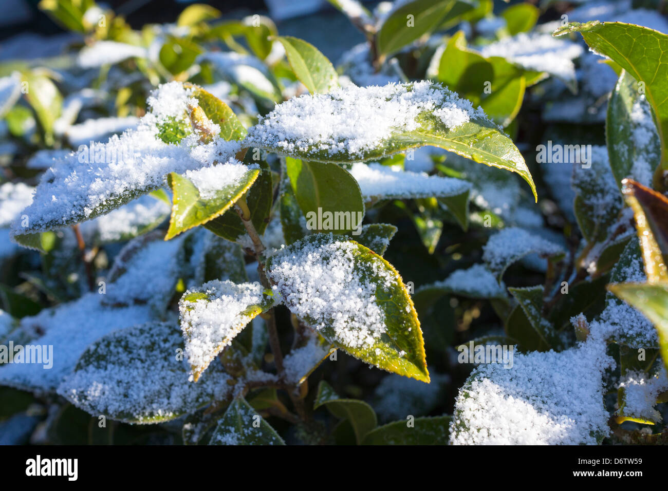 Frühlingsschnee auf den Blättern von Camellia Strauch Stockfoto