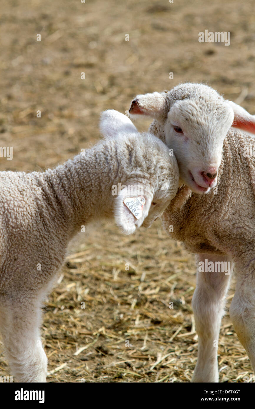Lämmer auf einer Schaf-Ranch in der Nähe von Emmett, Idaho, USA. Stockfoto