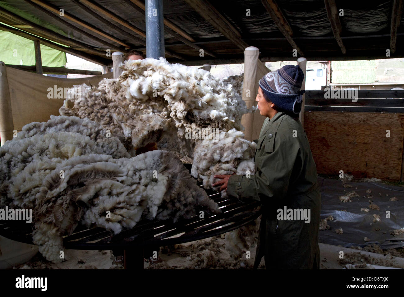 Schaf geschoren wird in einem Scheren Schuppen in der Nähe von Emmett, Idaho, USA. Stockfoto