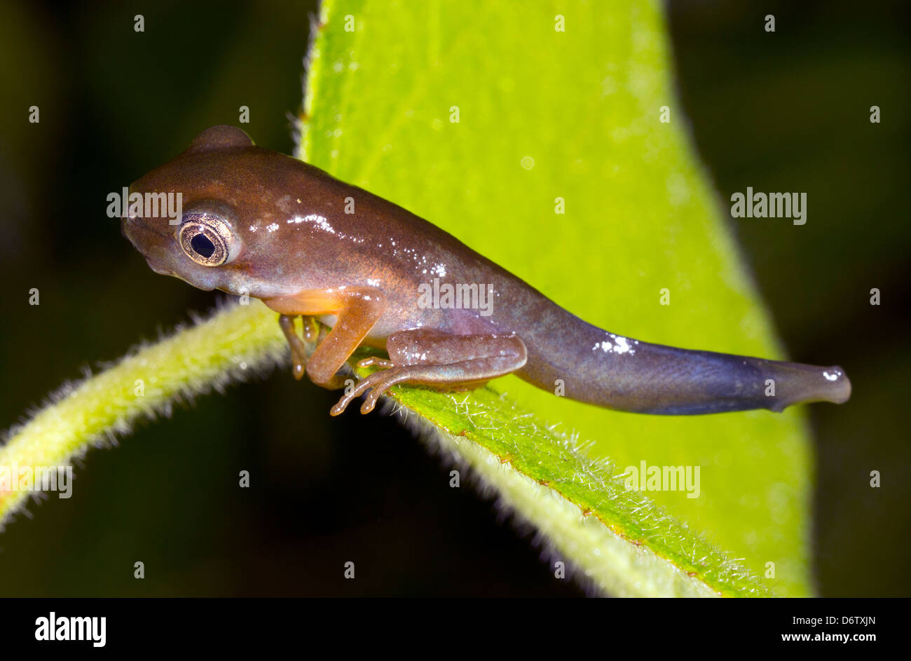 Amphibisch Metamorphose - Kaulquappe ändern in einen Frosch über einen Pool  von Regenwald in Ecuador Stockfotografie - Alamy