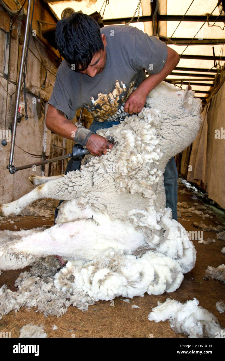 Schaf geschoren wird in einem Scheren Schuppen in der Nähe von Emmett, Idaho, USA. Stockfoto