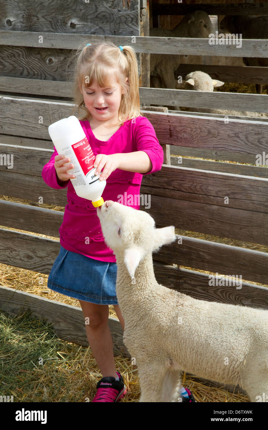 Sechs Jahre alten Mädchen mit der Flasche füttern Lämmer auf einer Schaf-Ranch in der Nähe von Emmett, Idaho, USA. HERR Stockfoto