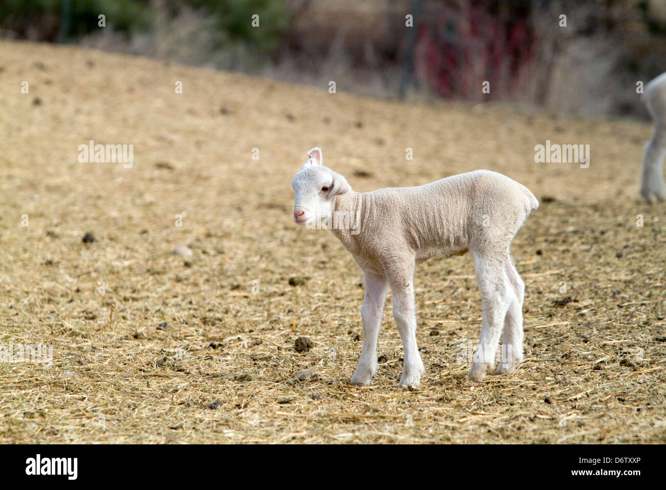 Lamm auf einer Schaf-Ranch in der Nähe von Emmett, Idaho, USA. Stockfoto