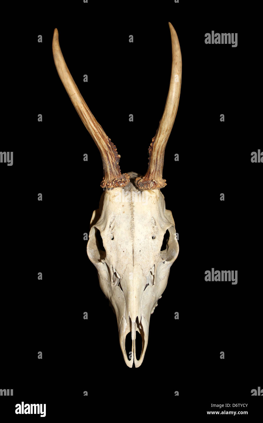 Schädel und Geweih eines zwei Jahre alten europäischen Rehe Capreolus Capreolus Buck Stockfoto