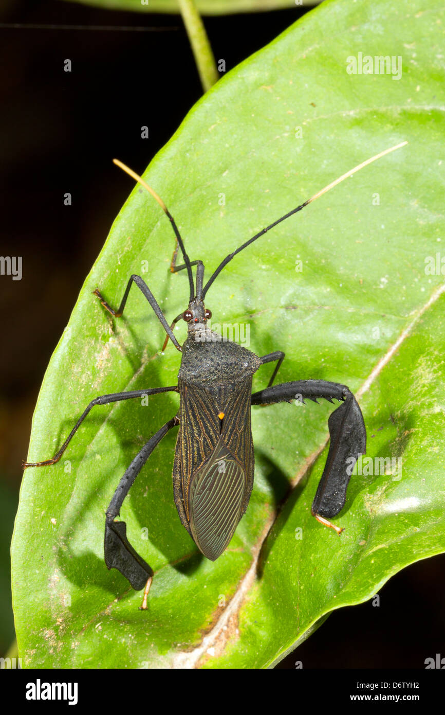 Blatt Footed Bug (Familie Coreidae) in den Regenwald Unterwuchs, Ecuador Stockfoto