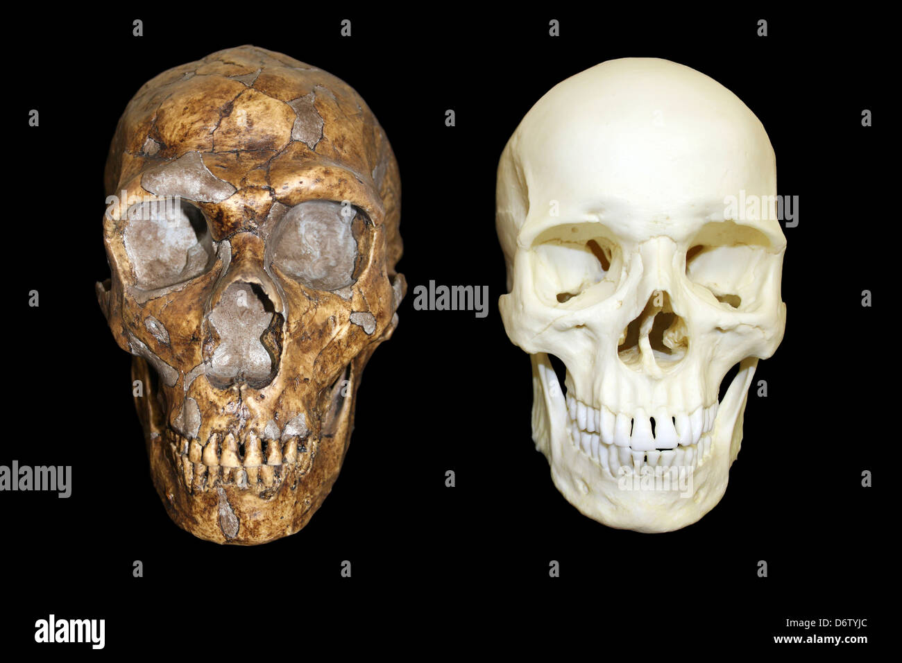 Homo Neanderthalensis Vs Homo Sapiens Schädel Stockfoto