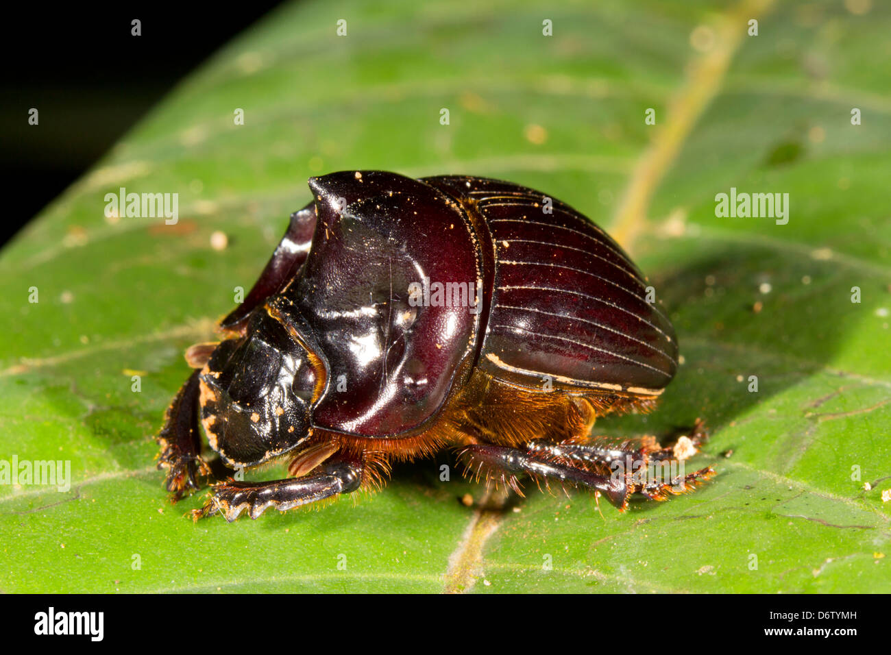 Skarabäus-Käfer thront auf einem Blatt im Regenwald Unterwuchs, Ecuador Stockfoto