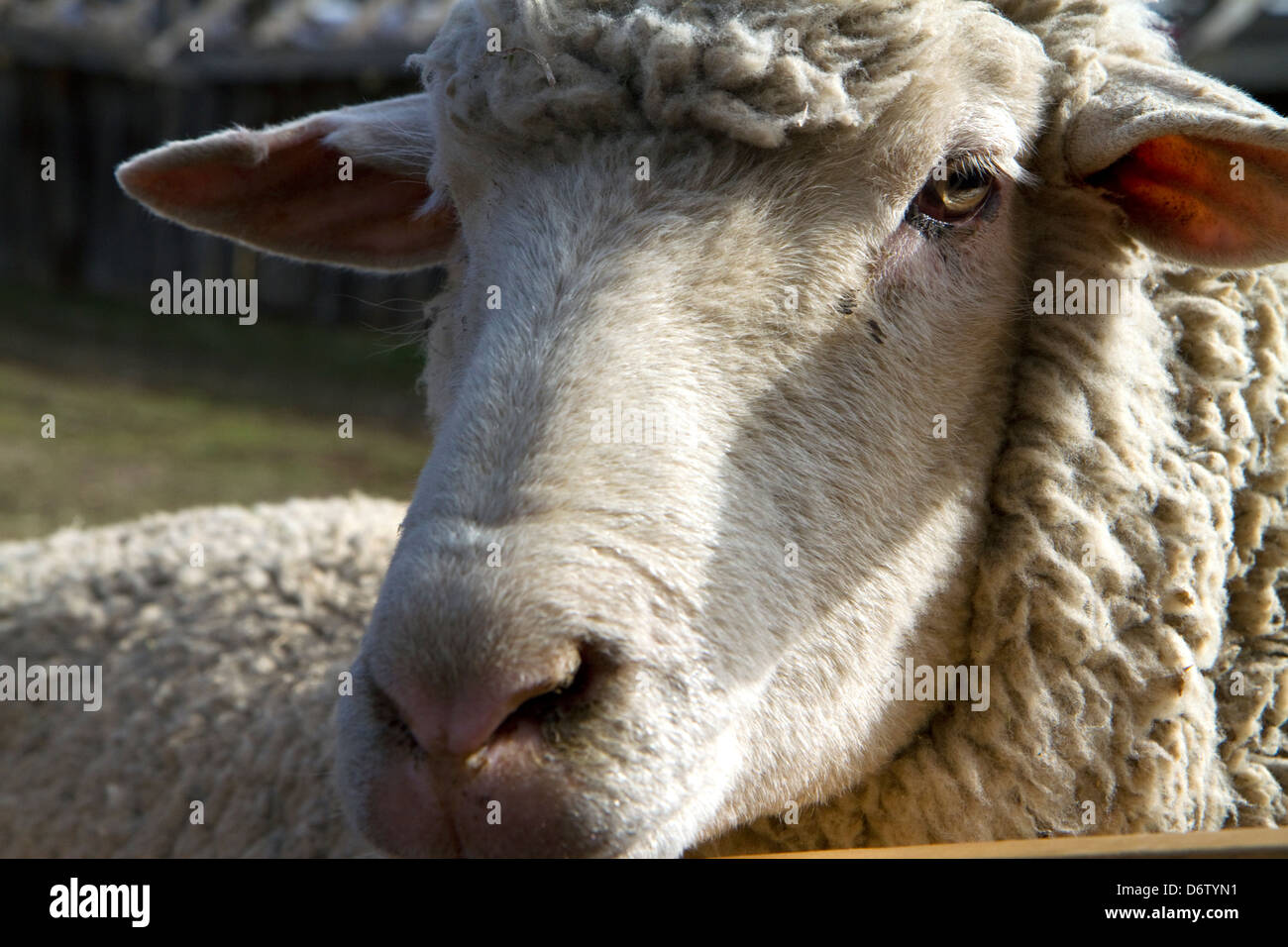 Schafe auf einer Ranch in der Nähe von Emmett, Idaho, USA. Stockfoto