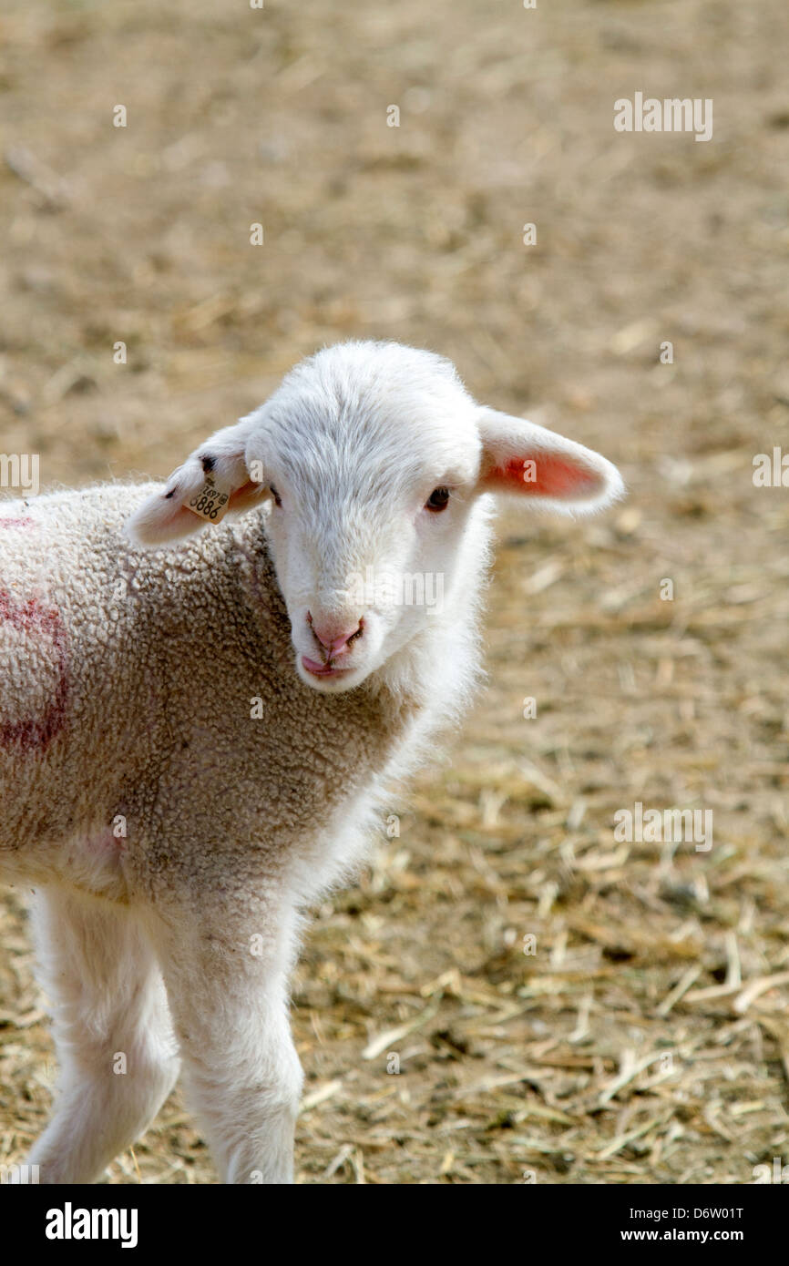 Lamm auf einer Schaf-Ranch in der Nähe von Emmett, Idaho, USA. Stockfoto