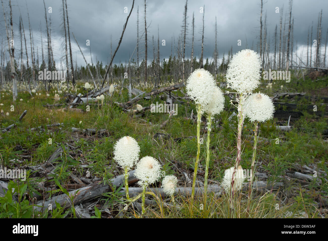 Bear Grass blüht auf dem Gelände ein Lauffeuer im Glacier National Park, Montana. Stockfoto