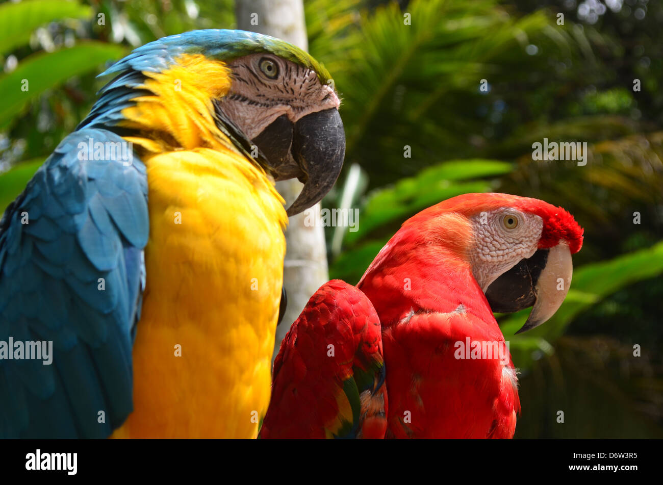 Ein paar der bunten Aras, Pflege Stockfoto