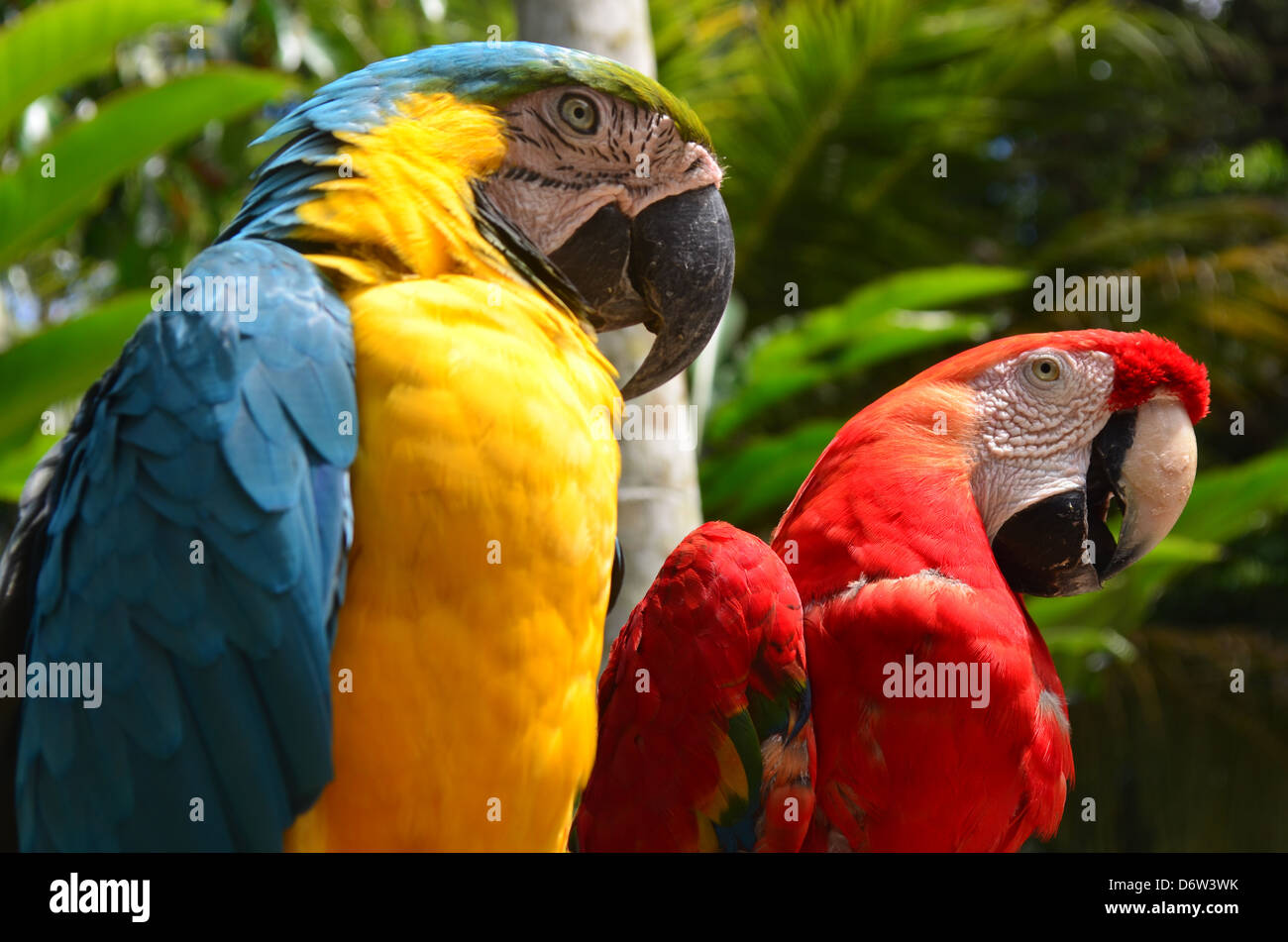 Ein paar der bunten Aras, Pflege Stockfoto
