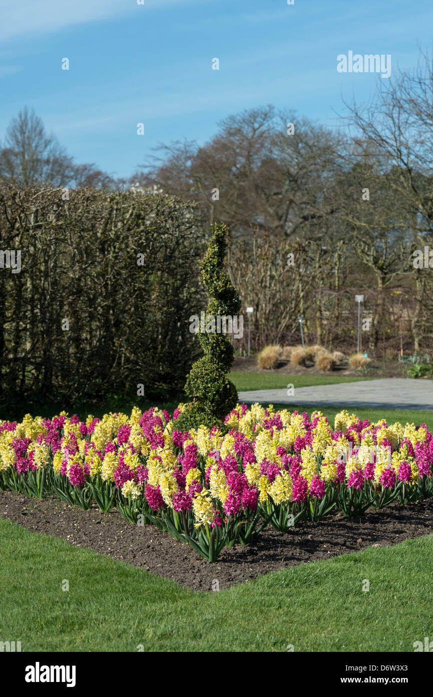 Hyacinthus orientalis 'Yellow Queen' und Hyacinthus orientalis 'Jen bos'. Hyazinthe Anzeige an RHS Wisley Gardens. Woking, Surrey, England Stockfoto