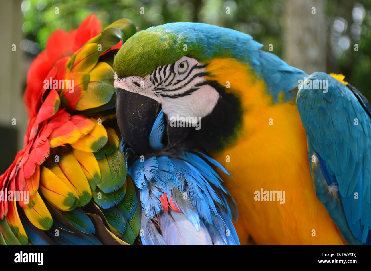 Ein paar der bunten Aras, Pflege Stockfoto