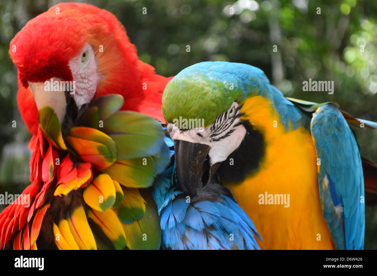 Ein paar der bunten Aras, Pflege Stockfoto