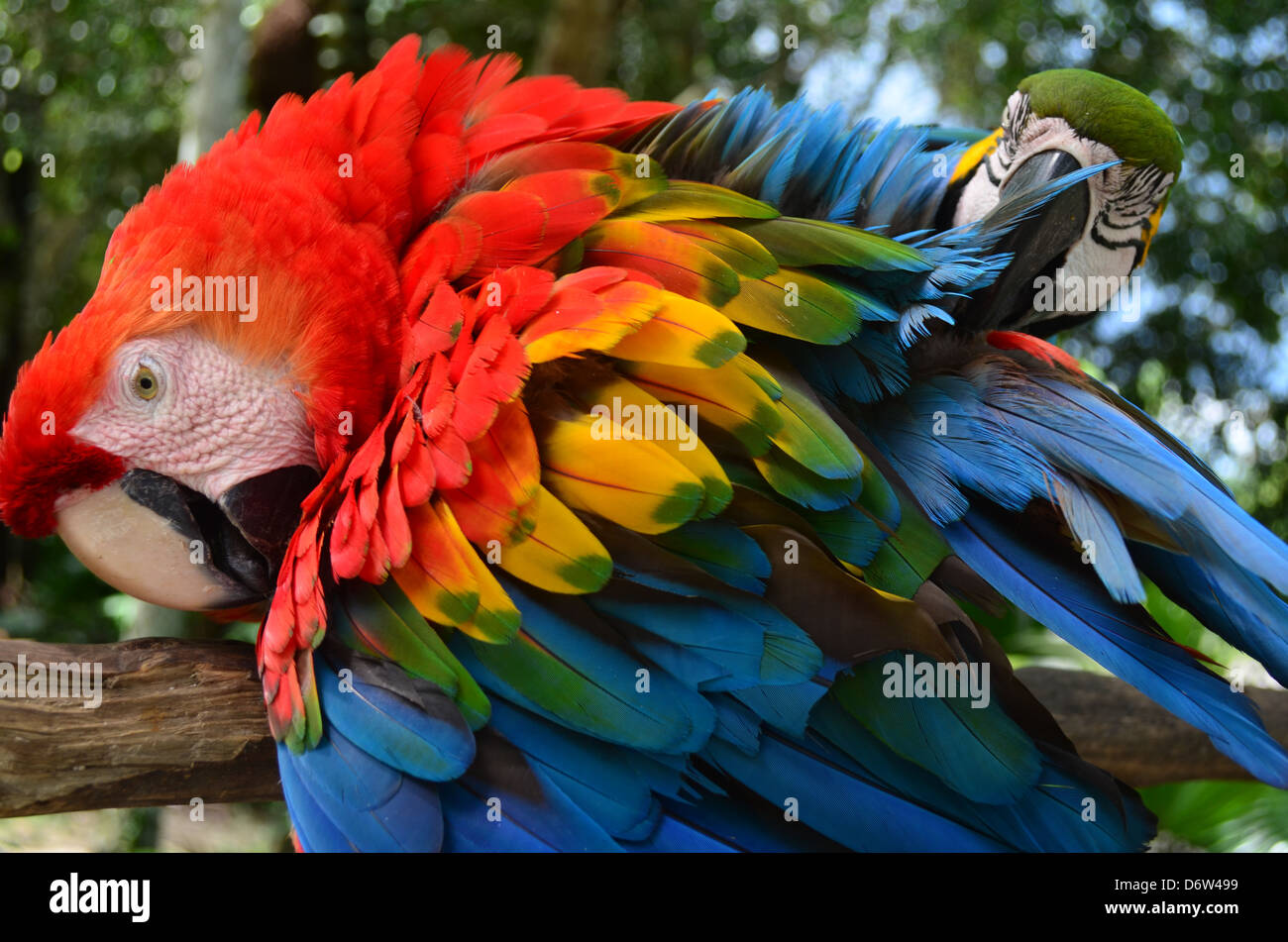 Ein paar der bunten Aras, Pflege Stockfoto