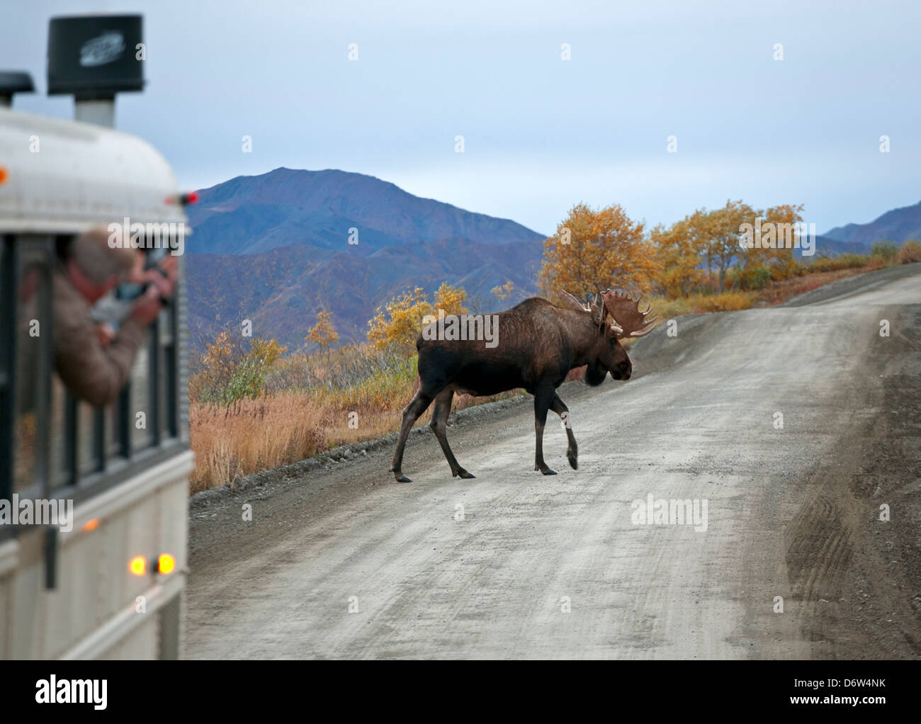 Ein Stier Elch Parkstraße überqueren. Denali-Nationalpark. Alaska. USA Stockfoto