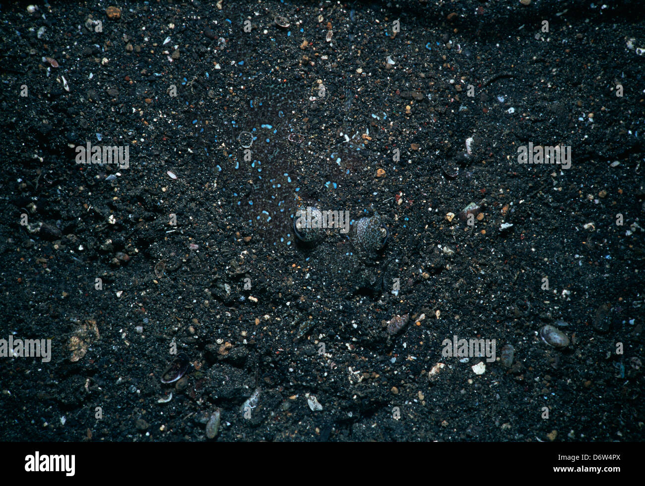 Ein Pfau Flunder (Bothus Lunatus) auf dem Meeresboden von Lembeh St., Celebes-See, Sulawesi, Indonesien. Stockfoto