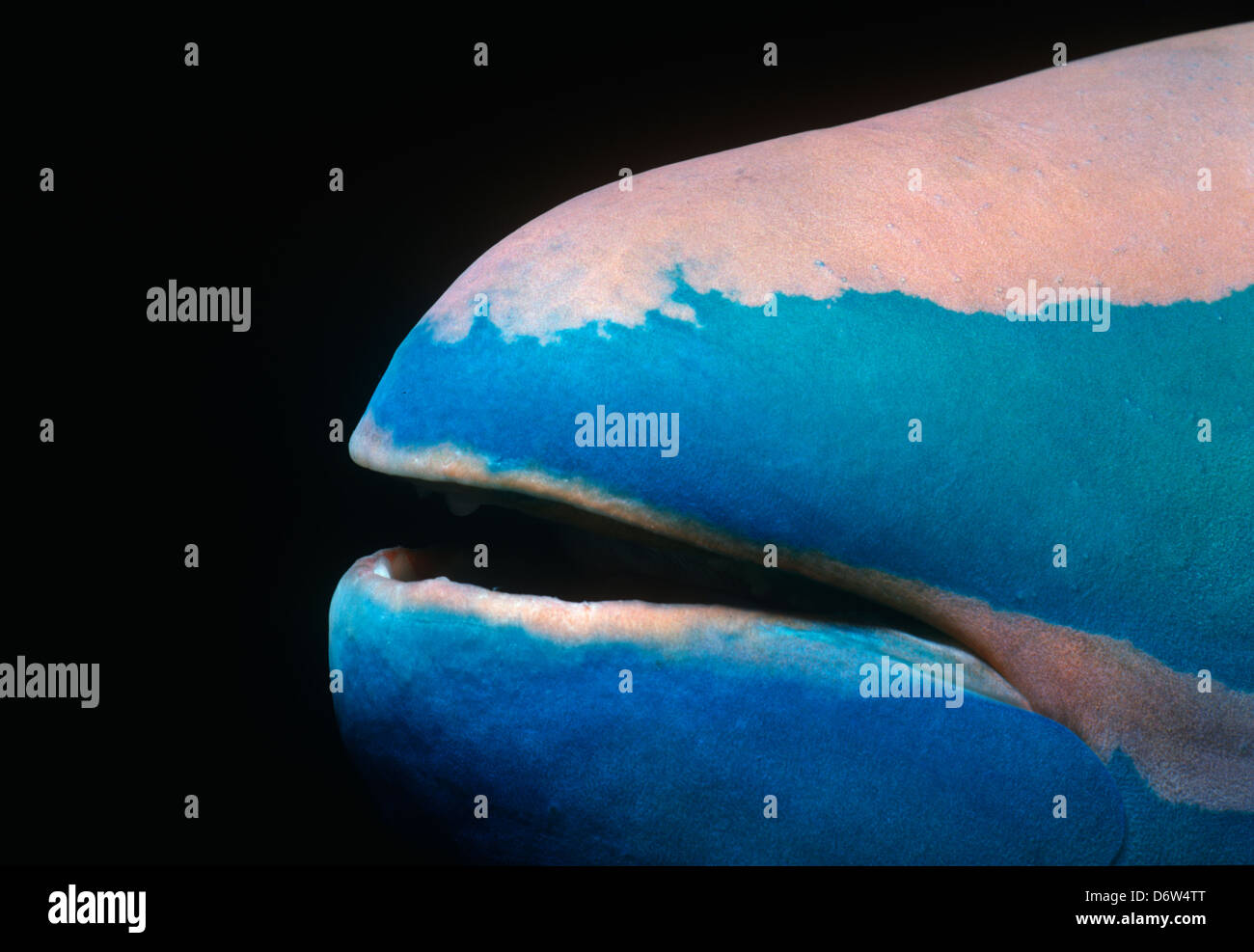 Mund von einer Ampel Papageienfisch (Sparisoma Viride). Bahamas, Caribbean Stockfoto