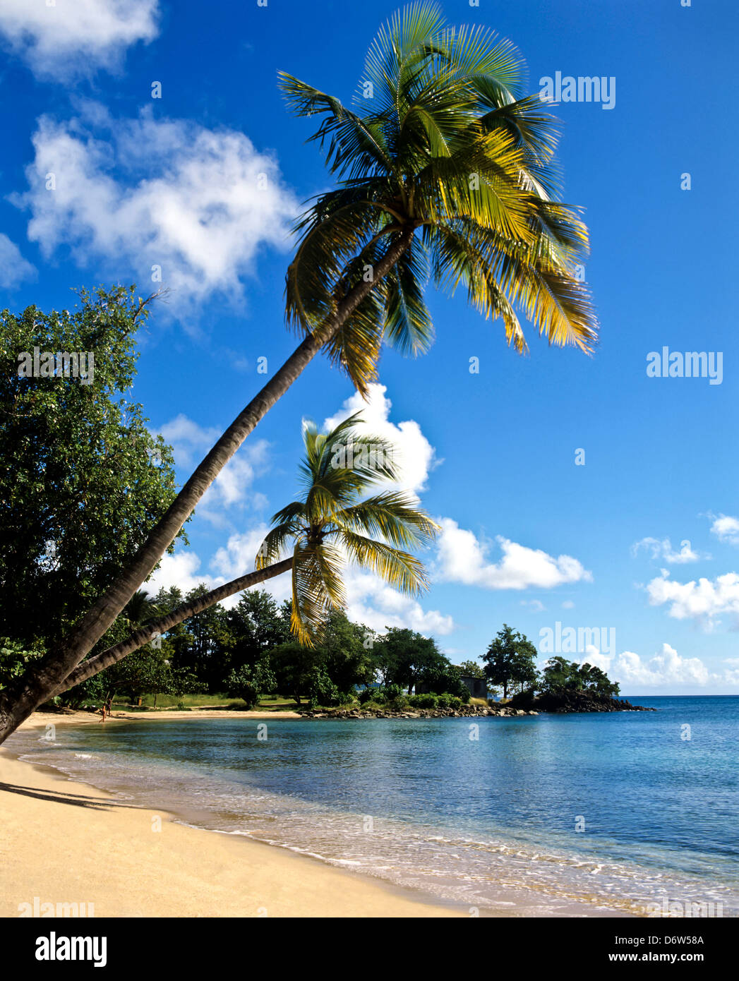 8397. Anse Figuier, Martinique, Französische Antillen, Karibik, West Indies Stockfoto