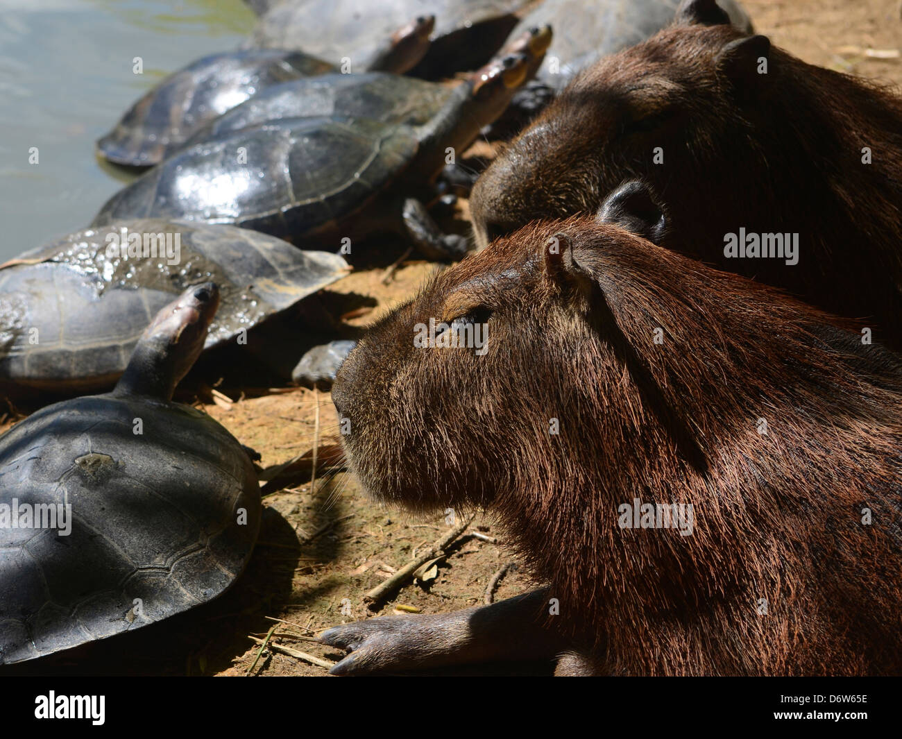 Capybara und Schildkröten entspannende zusammen an einem Flussufer im Amazonas Stockfoto