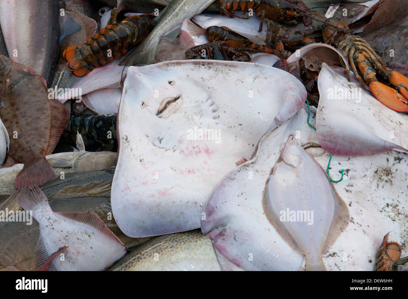 Gelbschwanz Flunder (Limanda Ferruginea), wenig Skate (Leucoraja Erinacea) und amerikanischen Hummer (Häutung Americanus) auf deck Stockfoto