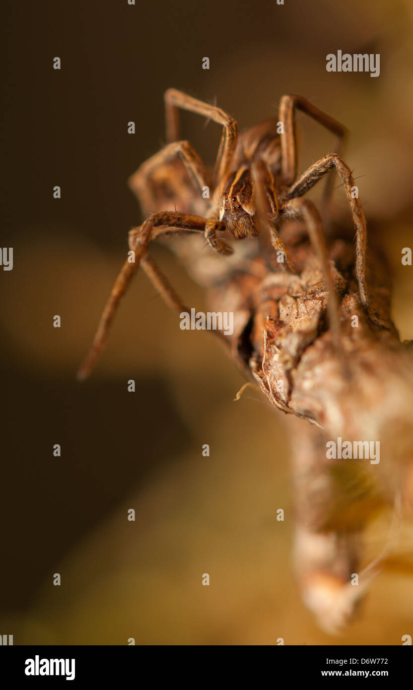 Pisaura mirabilis Stockfoto