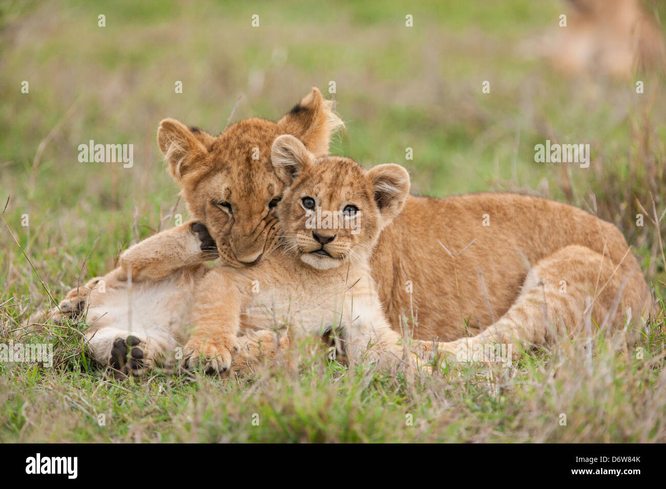 Löwenbabys spielen Stockfoto